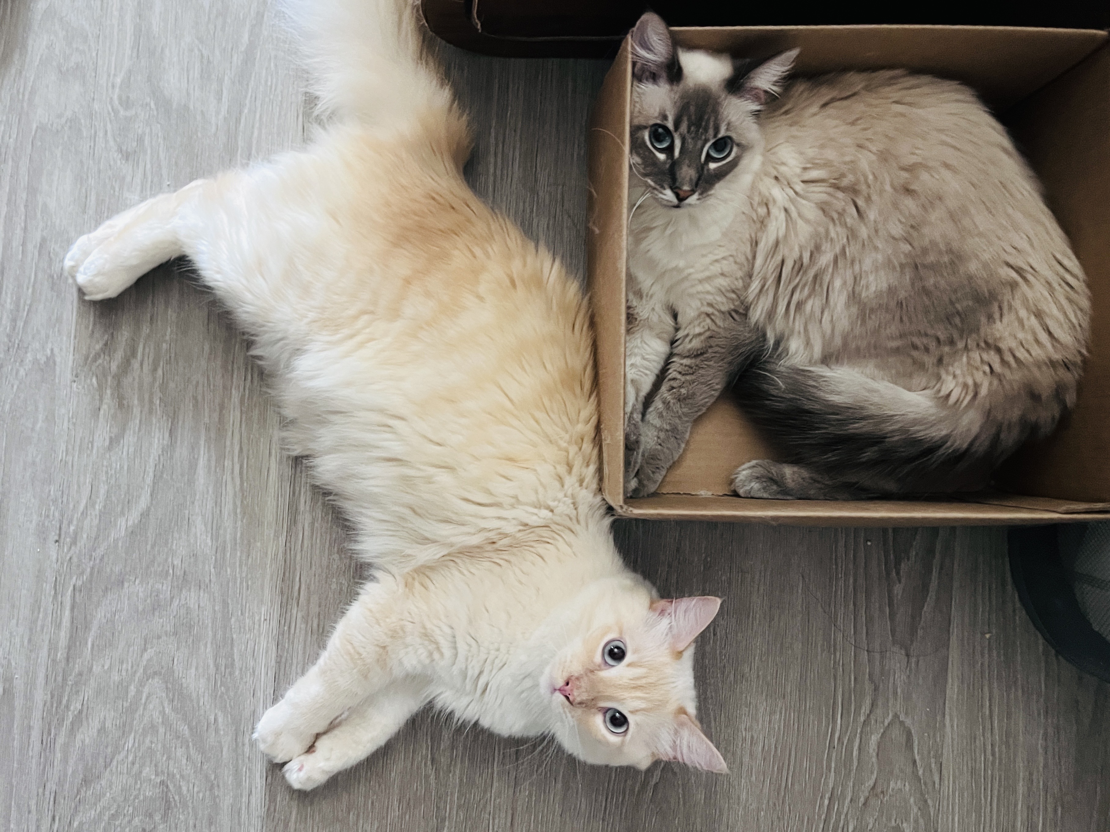 My cat enjoying the view